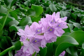 5 loại rau dân dã ở Việt Nam nhưng là “thần dược” đắt giá ở các quốc gia khác