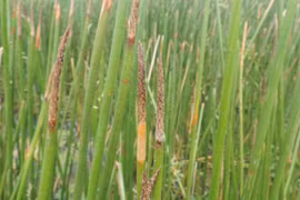 Cây mọc dại ở bờ ao, xưa dành cho "người nghèo" nay thành đặc sản làm nhiều món ngon ở thành phố, tốt cho sức khỏe