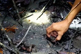 "Lộc trời" chui ra từ hang nước, xưa không ai ngó ngàng nay thành đặc sản, ban đêm dân rọi đèn bắt về bán 150.000/kg