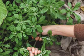 Cây dại mọc bờ bụi xưa cho gà ăn, nay thành đặc sản người thành phố tranh nhau mua vì hương vị lạ, 80.000 đồng/kg