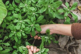 Cây dại mọc bờ bụi xưa cho gà ăn, nay thành đặc sản người thành phố tranh nhau mua vì hương vị lạ, 80.000 đồng/kg