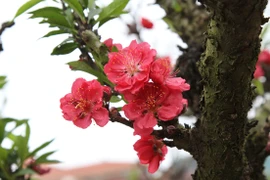 Chơi cây “độc, lạ” Tết Quý Mão