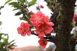 Chơi cây “độc, lạ” Tết Quý Mão