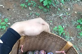 Giới trẻ thích thú khi Mộc Châu vào mùa mận chín