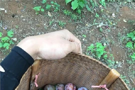 Giới trẻ thích thú khi Mộc Châu vào mùa mận chín