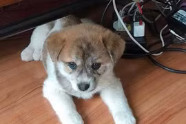 Thảm họa mua hàng trực tuyến: 'Treo' Poodle lai Nhật, bán chó ta