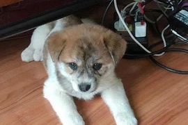 Thảm họa mua hàng trực tuyến: 'Treo' Poodle lai Nhật, bán chó ta