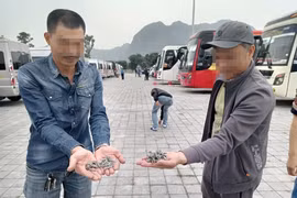 Nhan nhản đinh nhọn xuất hiện tại chùa Tam Chúc, Công an tiết lộ nguyên nhân