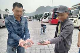 Nhan nhản đinh nhọn xuất hiện tại chùa Tam Chúc, Công an tiết lộ nguyên nhân