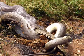 Clip: Khoảnh khắc trăn khổng lồ nuốt chửng cá sấu 