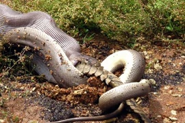 Clip: Khoảnh khắc trăn khổng lồ nuốt chửng cá sấu 