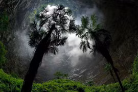 Bí ẩn khu rừng cổ đại dưới hố sâu 200m ở Trung Quốc