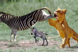  Bất ngờ cảnh ngựa vằn tung cước đá “vỡ mồm” sư tử để cứu con