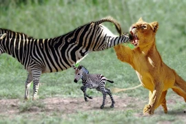  Bất ngờ cảnh ngựa vằn tung cước đá “vỡ mồm” sư tử để cứu con