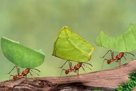 Chiêm ngưỡng vương quốc dưới lòng đất của loài kiến cắt lá