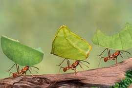 Chiêm ngưỡng vương quốc dưới lòng đất của loài kiến cắt lá