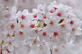 Trẻ sinh vào 3 khung giờ này, cát tinh chiếu rọi, thành danh, thành tài