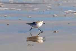 Vì sao lại nói "nhảy như con choi choi"?