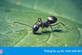 Có thể huấn luyện kiến để phát hiện ung thư qua nước tiểu