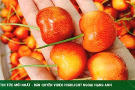 Cherry vàng giá thấp, sốt sình sịch trên chợ mạng