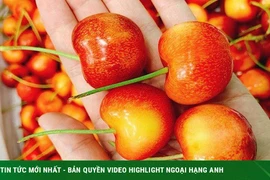 Cherry vàng giá thấp, sốt sình sịch trên chợ mạng