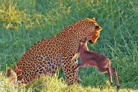 Nỗ lực sinh tồn bất thành của linh dương trước báo hoa mai con