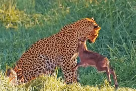 Nỗ lực sinh tồn bất thành của linh dương trước báo hoa mai con