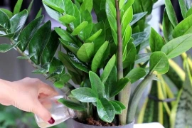 5 loại hoa tượng trưng cho phú quý, trồng trong nhà sẽ gặp may mắn 