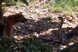 Chó nhà tử chiến dữ dội với rắn hổ mang chúa cực độc