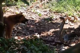 Chó nhà tử chiến dữ dội với rắn hổ mang chúa cực độc