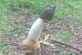 Phát hiện loài nấm hình dương vật tỏa mùi như thịt thối