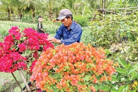 Nhiều mô hình hoa kiểng đạt doanh thu 800 triệu -2,5 tỉ đồng/ha