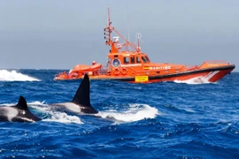 Tại sao cá voi sát thủ lại tấn công tàu thuyền?