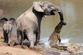 Cảnh hiếm gặp: Voi “câu” được cá sấu khi đang uống nước 