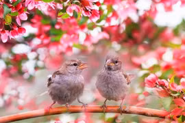 4 con giáp đón tài lộc trong tháng đầu tiên năm Quý Mão