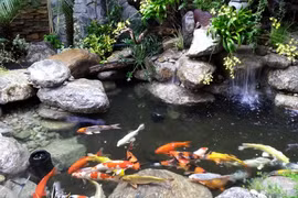 Hai cháu nhỏ chết đuối ở bể cá Koi: Đừng biến nhà thành cái bẫy