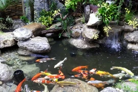 Hai cháu nhỏ chết đuối ở bể cá Koi: Đừng biến nhà thành cái bẫy