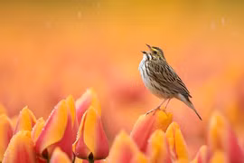 Người sinh tháng Âm lịch này, cuộc đời nở hoa, thuận buồm xuôi gió