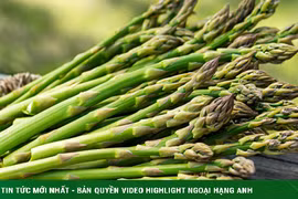 Măng tây- vua của các loại rau, giúp thải độc, cải thiện trí nhớ