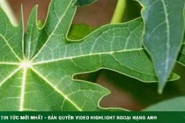 Công dụng không ngờ của lá đu đủ 