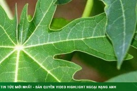 Công dụng không ngờ của lá đu đủ 