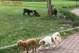 Cấm mang vật nuôi dạo biển: Ngán cảnh thả chó khắp nơi