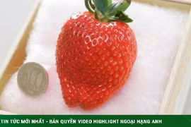 Dâu tây Bijin-Hime có gì đặc biệt mà giá lên tới gần 12 triệu/quả