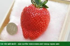 Dâu tây Bijin-Hime có gì đặc biệt mà giá lên tới gần 12 triệu/quả