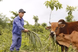 Bỏ lương 3,2 triệu/tháng, thầy giáo về quê làm nông thu nhập 500 triệu/năm