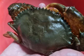 8X chở nước biển về Hà Nội… nuôi cua lột