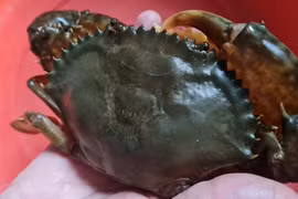 8X chở nước biển về Hà Nội… nuôi cua lột