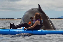 Thoát chết thần kỳ dù bị cá voi đè bẹp dí cả thuyền 