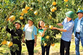 Trồng cam, trồng bưởi hữu cơ, một nông dân Nghệ An thu tiền tỷ