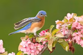 Nhà có 3 con giáp này mỗi ngày một niềm vui, rắc rối lùi xa